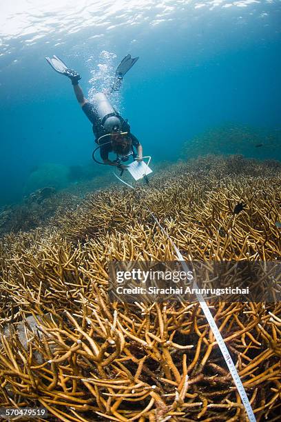 a research diver collects data in coral reef - biologist stock pictures, royalty-free photos & images