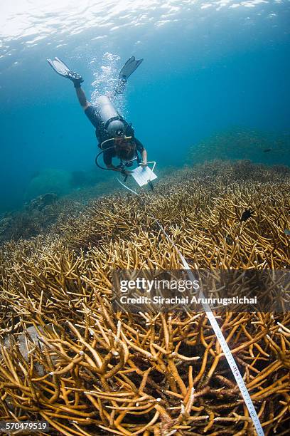 a research diver collects data in coral reef - biologist 個照片及圖片檔