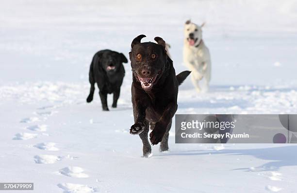 labradors running in the snow. - rabies stock pictures, royalty-free photos & images