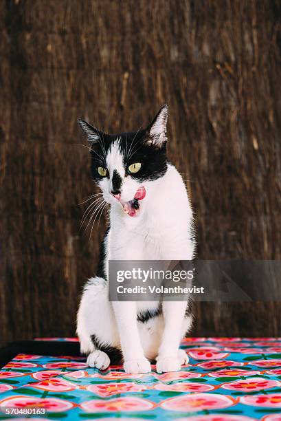 cute cat licking lips on a table - thin lips stock pictures, royalty-free photos & images