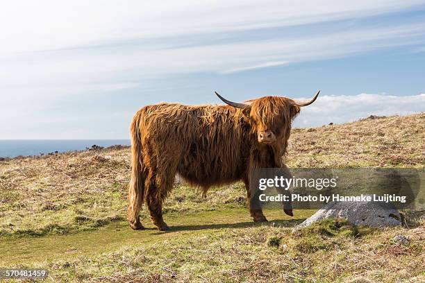 a highland cow on lundy island, devon - highland cattle stock pictures, royalty-free photos & images