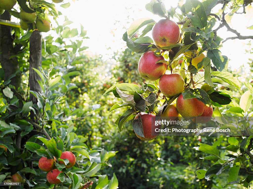 Apple tree orchard during the harvest.