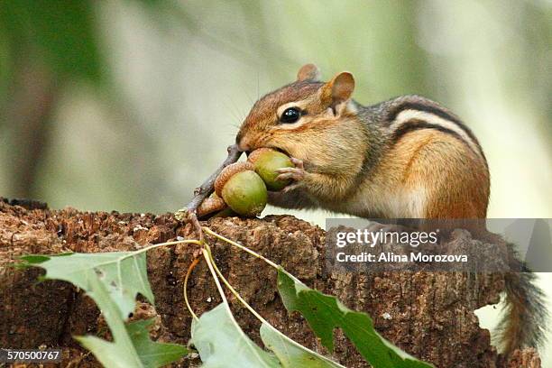 acorn collector - chipmunk stock pictures, royalty-free photos & images