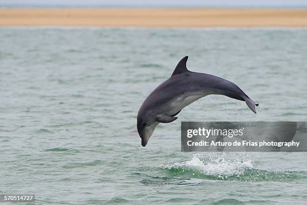 bottlenose dolphin jumps out of the water - bucht walvis bay stock-fotos und bilder