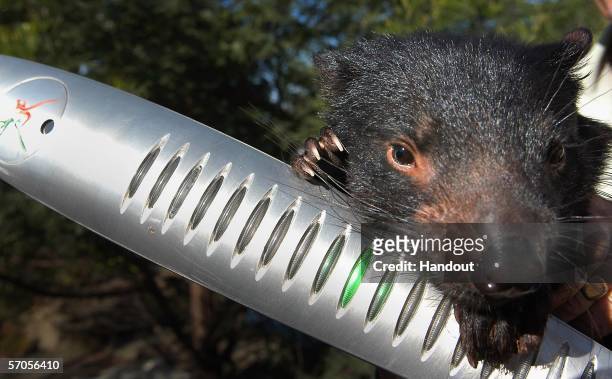 Rascal' the Tasmanian Devil is pictured with the Melbourne 2006 Queen's Baton at the East Coast Nature World Wildlife Park as part of the Melbourne...