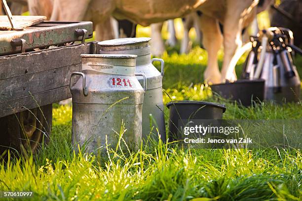 to milk in the meadows of holland - bidon de lait photos et images de collection