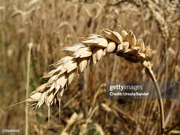 close up of ripe wheat ear - fellbach bildbanksfoton och bilder