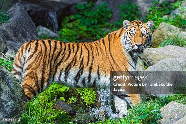 tiger posing over the waterfall - tigre da sibéria - fotografias e filmes do acervo