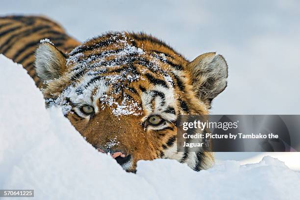 tiger behind the snow - tigre siberiano fotografías e imágenes de stock