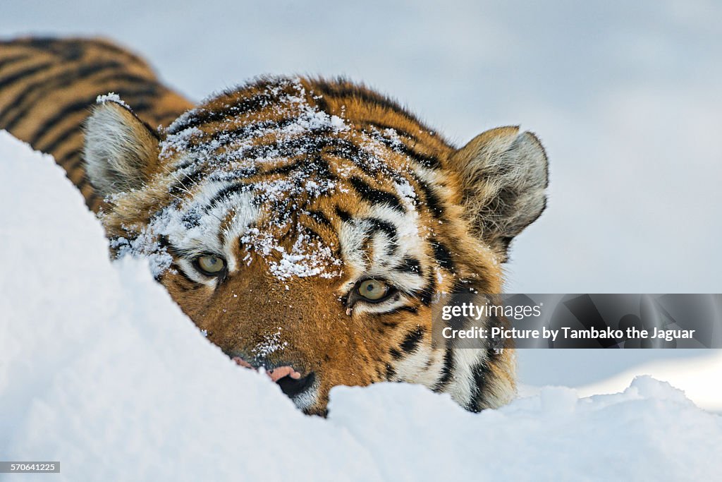 Tiger behind the snow