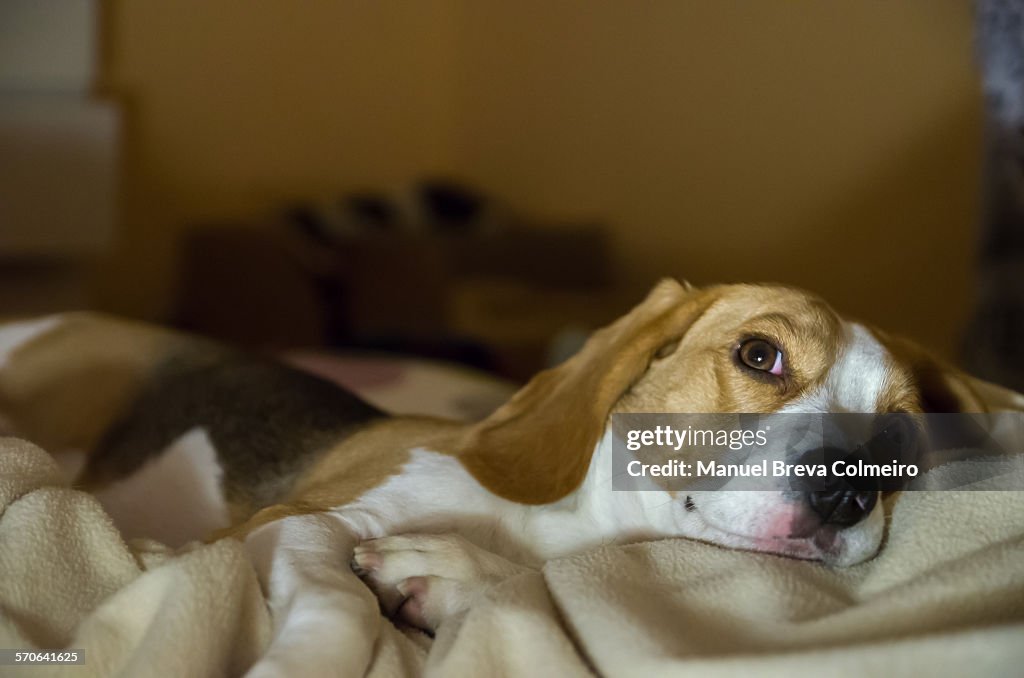 Beagle dog lying in bed