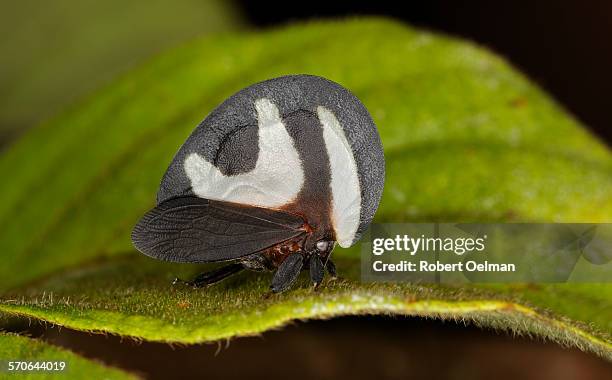 Sap Drinking Insect 121 Sap Sucking Insects Stock Photos, High-Res Pictures, and Images ...