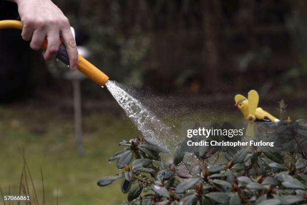 Hose pipe is used on March 13 in Knutsford, England. Thames Water the UK's biggest water company has imposed a hosepipe ban in the south of England...