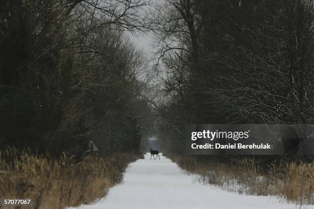 Female moose stands in the middle of a snow covered road and observes from a distance near the village of Berestochok on February 1, 2006 near...