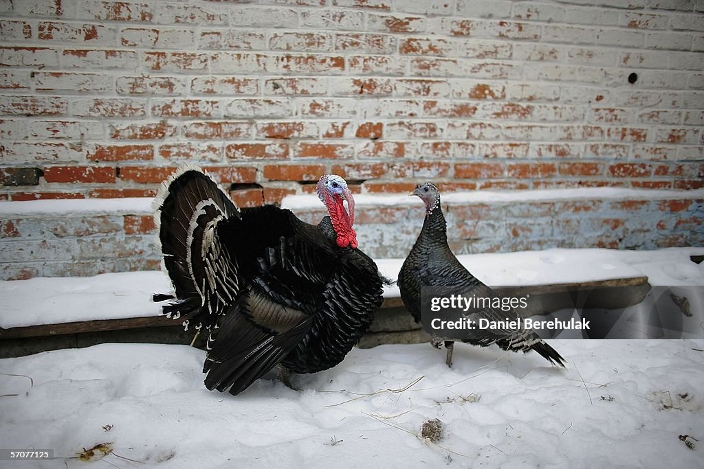 Chernobyl - 20 Years After Nuclear Meltdown