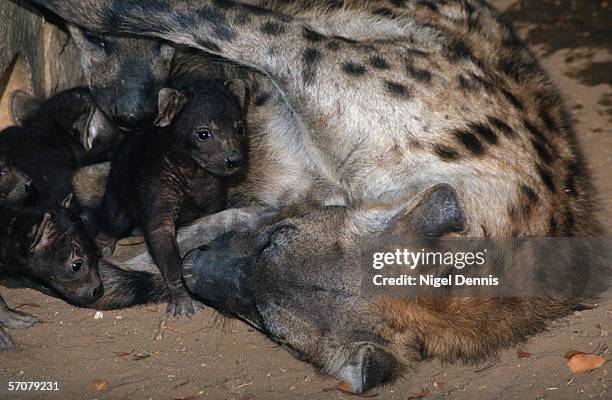 spotted hyena (crocuta crocuta) pup suckling on its mother - spotted hyena stockfoto's en -beelden