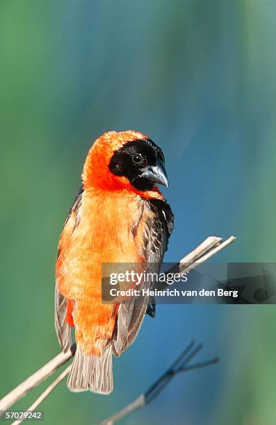 red bishop (euplectes hordeaceus) perched on a branch - euplectes orix stock pictures, royalty-free photos & images
