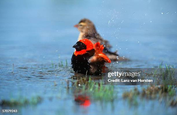 red bishop (euplectes hordeaceus) bathing in shallow water - euplectes orix stock pictures, royalty-free photos & images