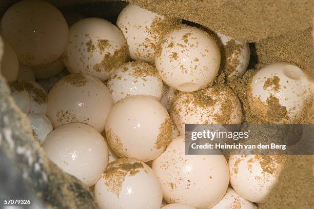 leatherback turtle (dermochelys coriacea) laying eggs on beach - laying egg stock pictures, royalty-free photos & images