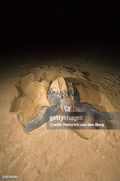 leatherback turtle (dermochelys coriacea) laying eggs on beach - leatherback turtle stock pictures, royalty-free photos & images