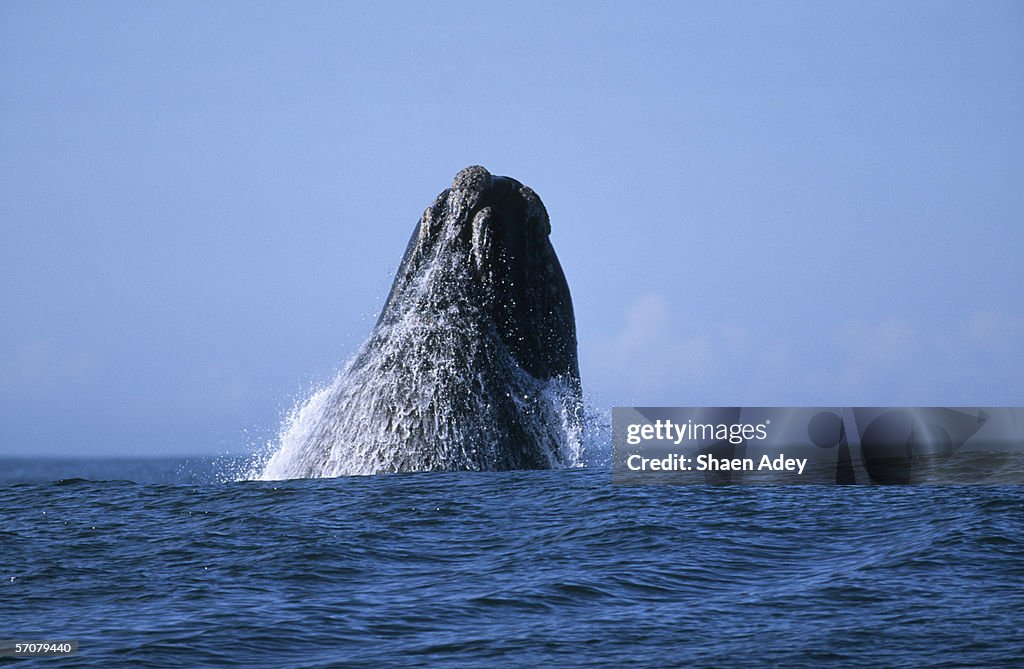 Southern Right Whale (Eubaleana Australis) Breaching the Ocean Surface