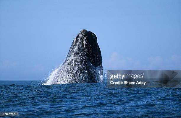 southern right whale (eubaleana australis) breaching the ocean surface - hermanus stock pictures, royalty-free photos & images