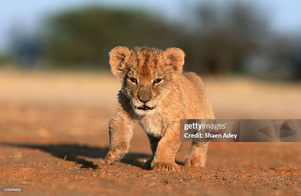 Lion (Panthera leo) Cub Walking Alone in the Bushveld