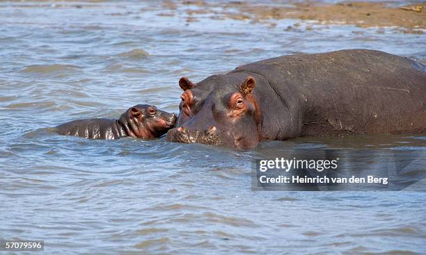 hippopotamus (hippopotamus amphibius) female with newborn calf - baby hippo stock pictures, royalty-free photos & images