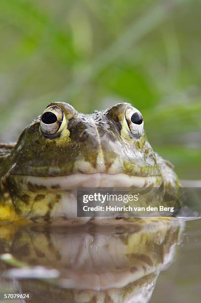 Bull Frog Stack African Bull Frog Photos and Premium High Res Pictures - Getty Images