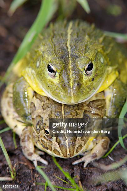 20 African Bull Frog Stock Photos, High-Res Pictures, and Images ...