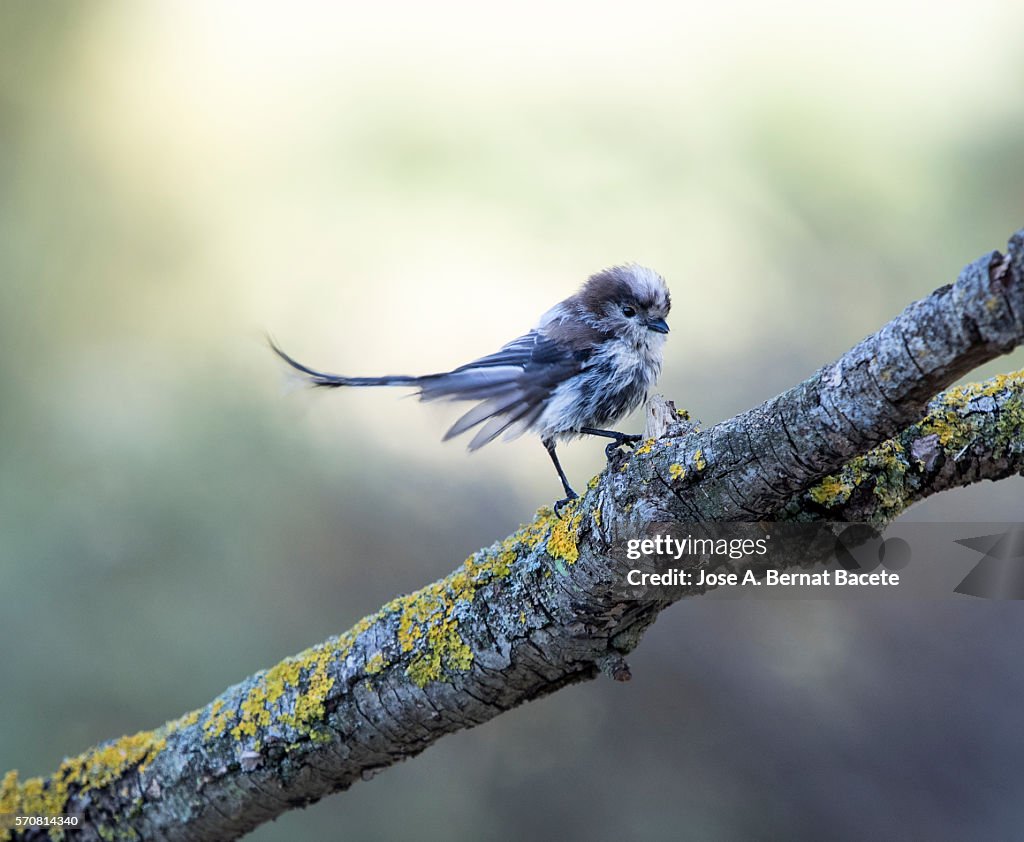 Young bird. White Wagtail (Motacilla alba) , Walking on a trunk. It is a species of bird paseriforme of the family Motacillidae.