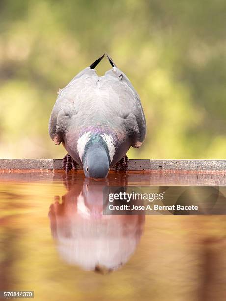 wood pigeon , ( columba palumbus ), bird columbiforme of the family columbidae. wild bird drinking from a water pool - columbiformes stock-fotos und bilder