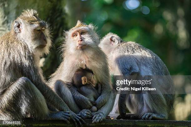 monkey forest, bali, indonesia - ubud monkey forest stock pictures, royalty-free photos & images