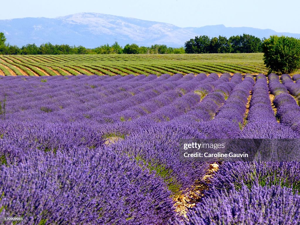 The harvest of lavender