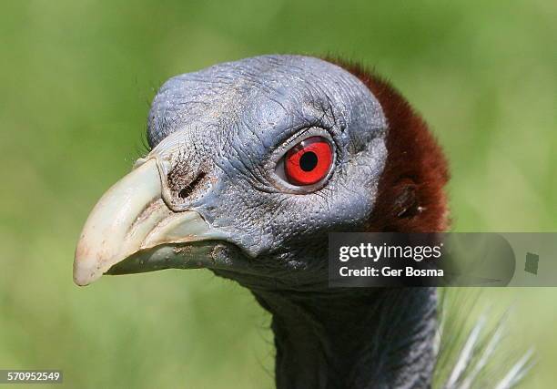 vulturine guineafowl portrait - red eye stock-fotos und bilder