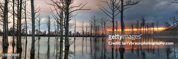 cypress trees at dusk - missouri lake stock pictures, royalty-free photos & images