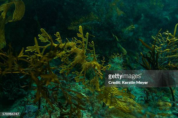 leafy sea dragon - leafy seadragons stock-fotos und bilder