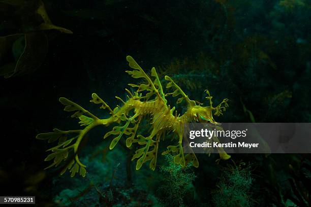 leafy sea dragon - leafy seadragons stock-fotos und bilder