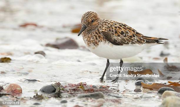 sanderling (calidris alba) - piovanello tridattilo foto e immagini stock