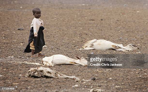 Young girl walks through a field of dead animal carcasses on March 16 in Dambas, Kenya. Thousands of people are facing starvation due to a worsening...