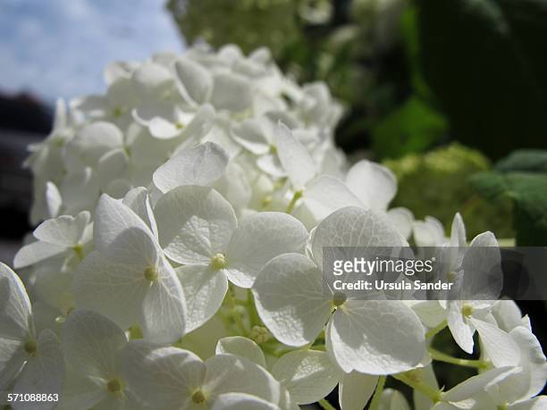 white hydrangea - fellbach bildbanksfoton och bilder