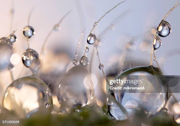 water drops - pilus stock-fotos und bilder