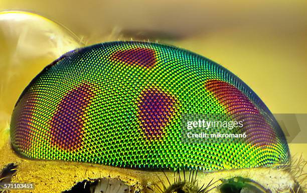 horse fly eye - compound eye stock pictures, royalty-free photos & images