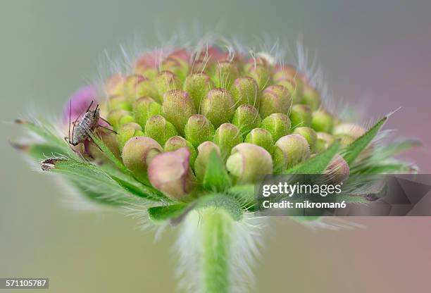 black aphid on wildflower - aphid stock pictures, royalty-free photos & images