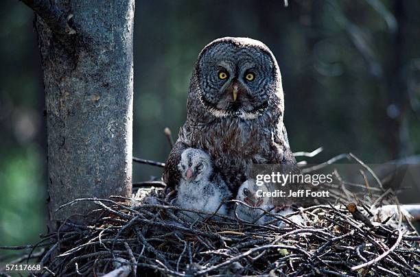 great gray owl mother and her chicks sit in their nest. strix nebulosa. wyoming. - laplanduil stockfoto's en -beelden