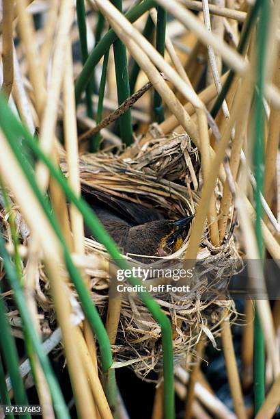 yellow-headed blackbird in nest. xanthocephalus xanthocephalus. yellowstone national park, north america. - xanthocephalus stock pictures, royalty-free photos & images