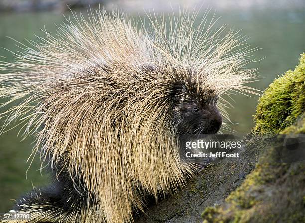 detail of porcupine standing on moss-covered tree trunk. erethizon dorsatum. alaska. - istrice foto e immagini stock