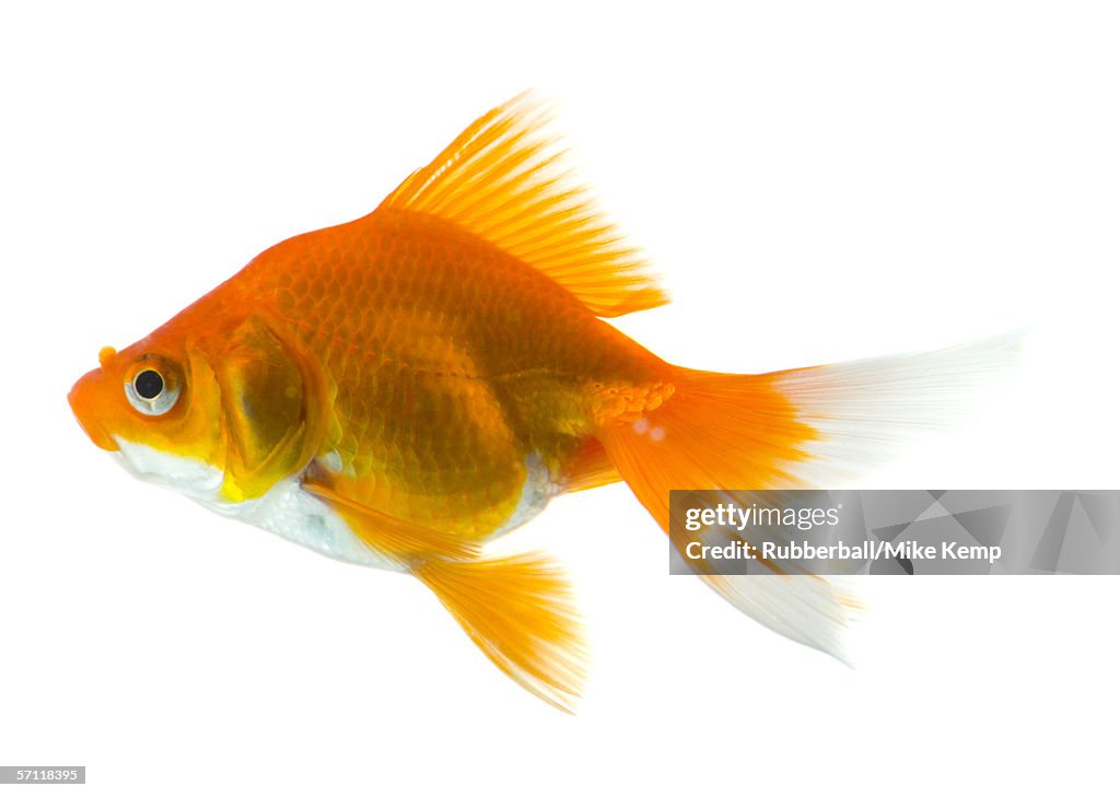 Close-up of a goldfish
