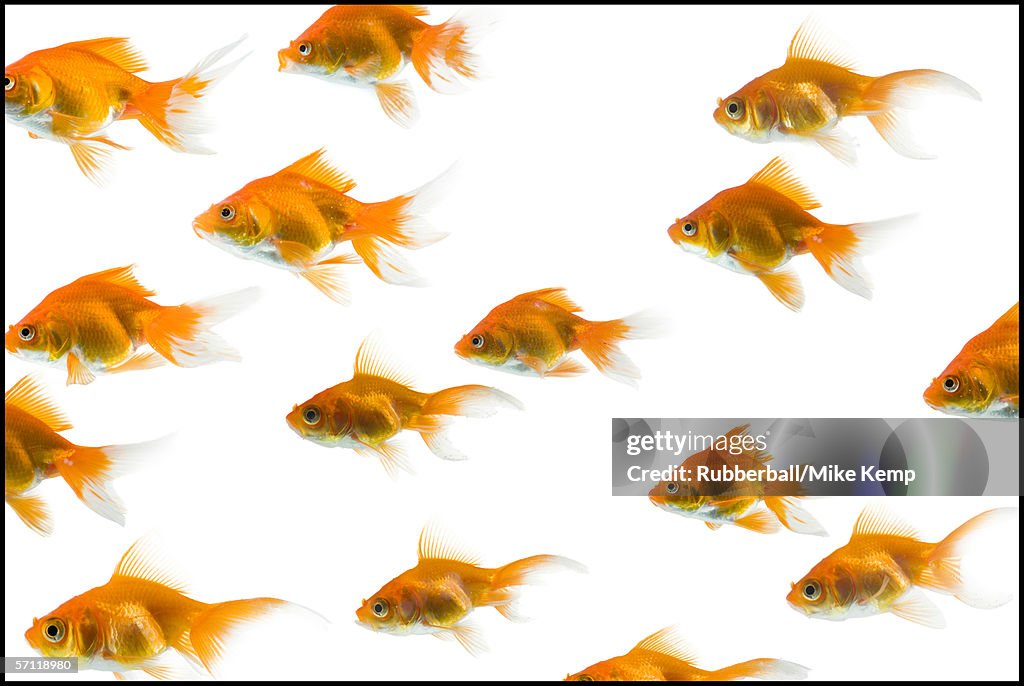 Close-up of a school of goldfish