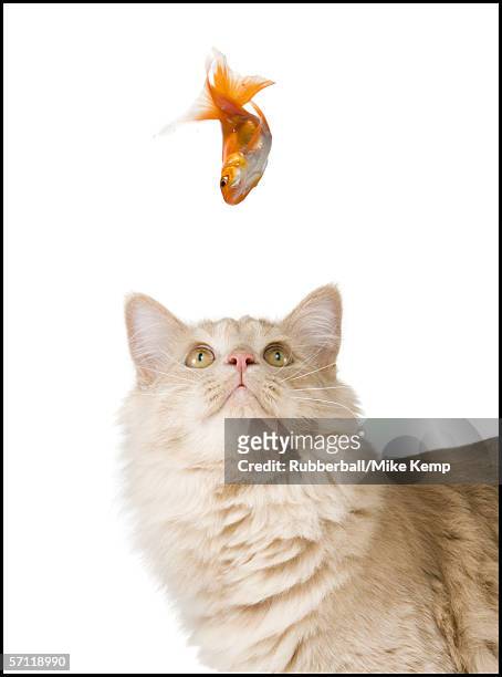 close-up of a cat looking up at a goldfish - goldfish leap 個照片及圖片檔